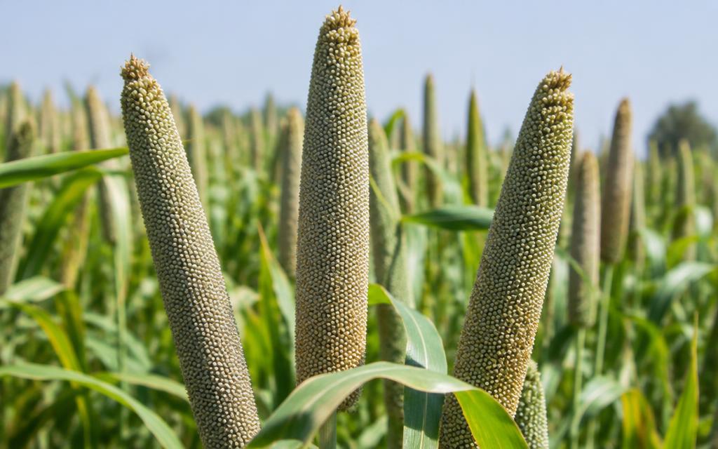 Millet (Bajra) Seed