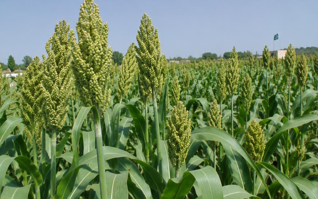 Sorghum (Jowar) & Sudan Grass Seed