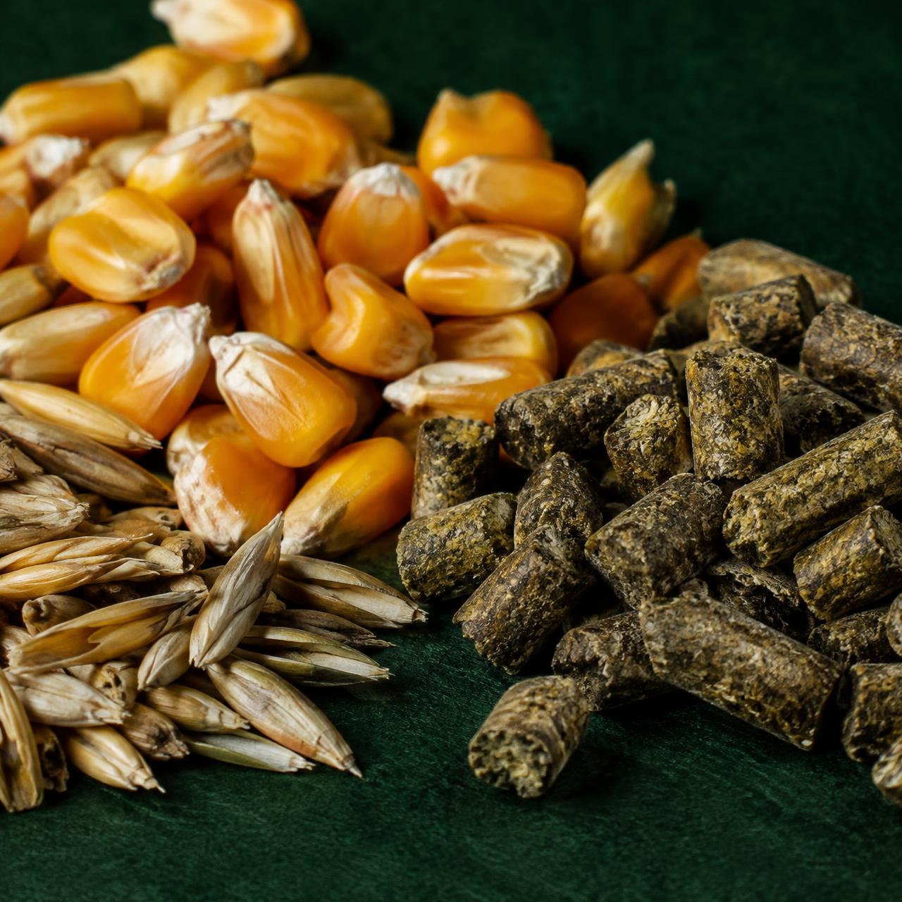Maize kernels, grains and feed pellets