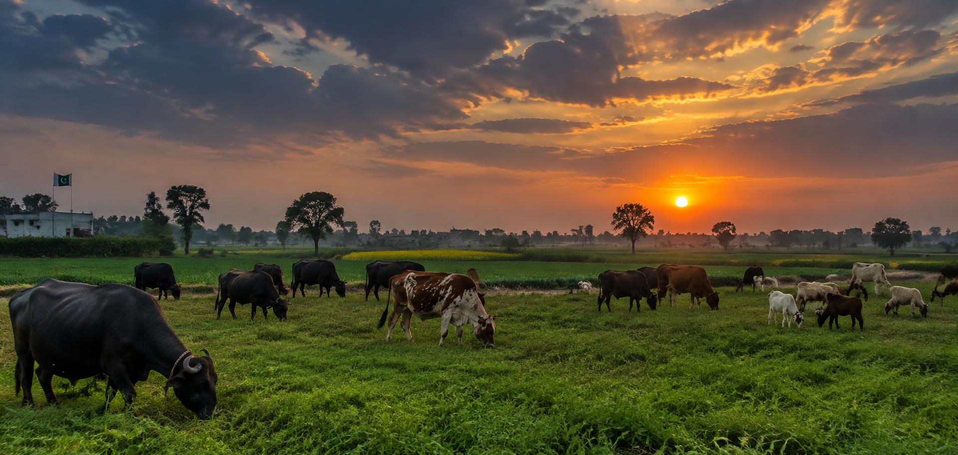 Cattle, buffaloes and goats grazing across green farmland at sunset